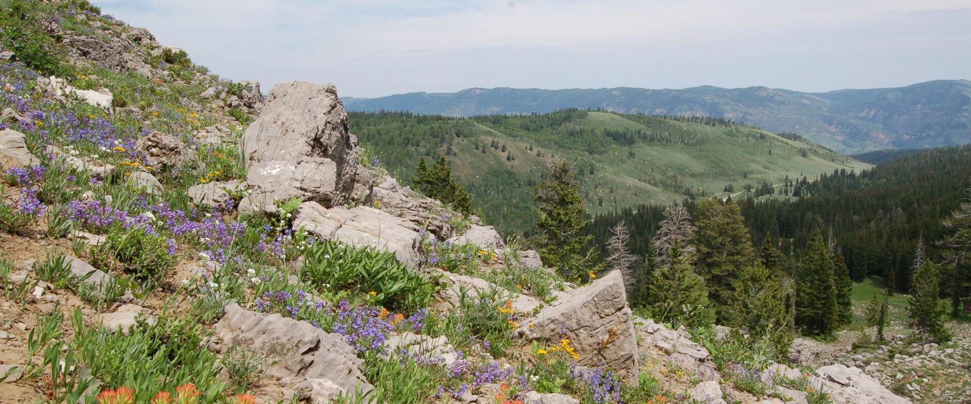 A view of a rocky, wildflower-covered hillside (featuring purple lupine and orange Indian paintbrush) overlooking a forested valley and distant mountains.