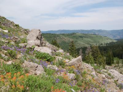A view of a rocky, wildflower-covered hillside (featuring purple lupine and orange Indian paintbrush) overlooking a forested valley and distant mountains.