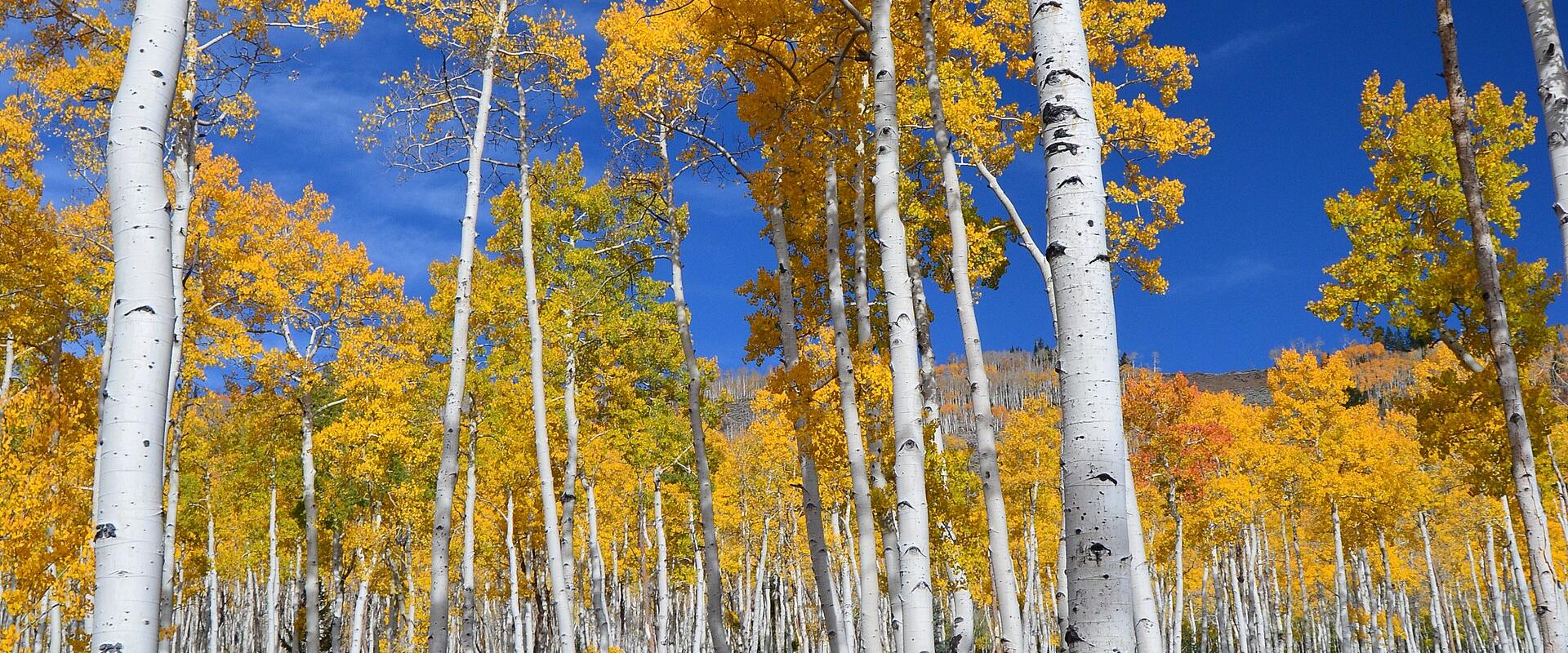 A view of a dense stand of quaking aspen trees with golden autumn foliage, set against a deep blue sky, with a wire fence visible in the foreground.