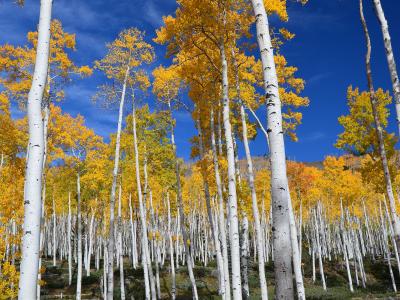 A view of a dense stand of quaking aspen trees with golden autumn foliage, set against a deep blue sky, with a wire fence visible in the foreground.
