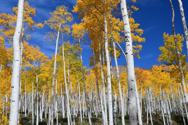 Pando