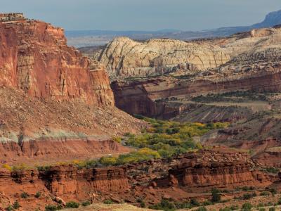 Fruita orchards beneath the cliffs of Capitol Reef
