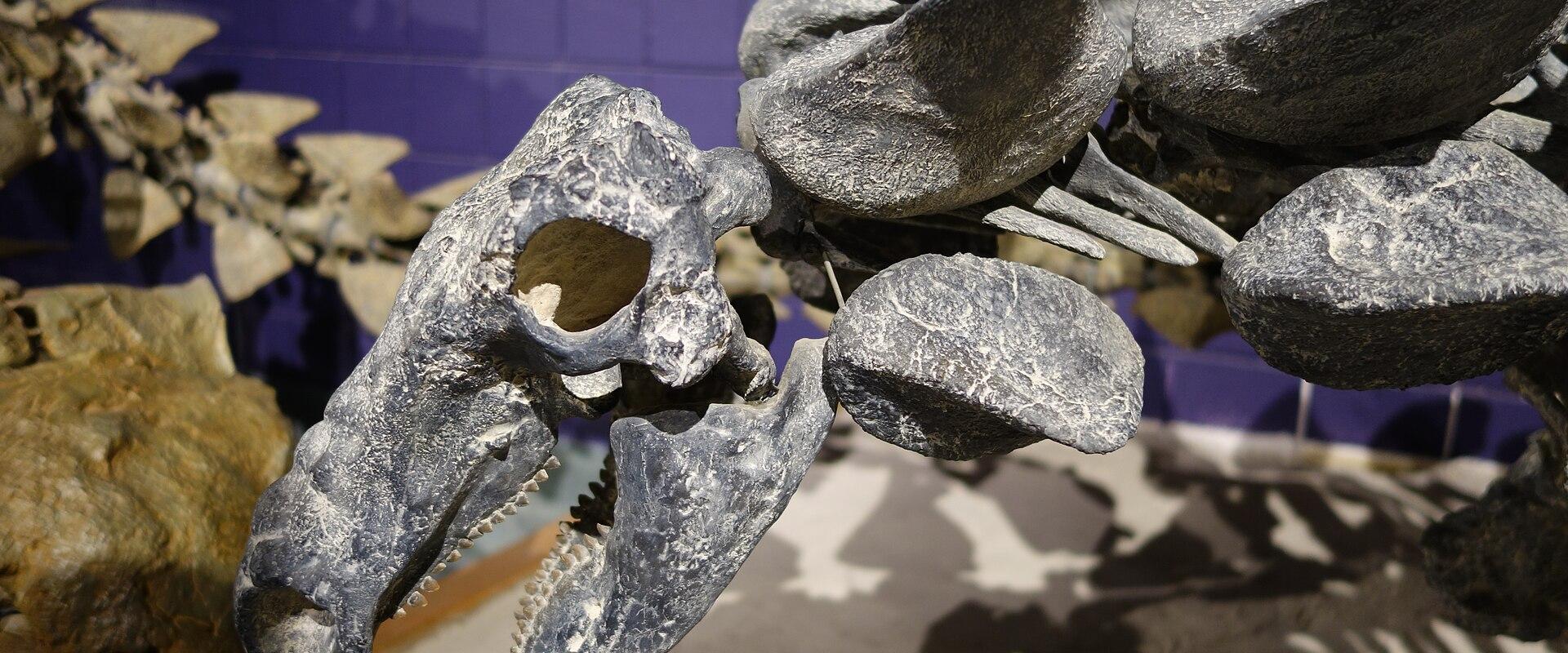 A close-up view of a fossilized dinosaur skull, likely a nodosaur or ankylosaur, featuring a row of large, conical spikes along the side of its head, set against a purple wall.