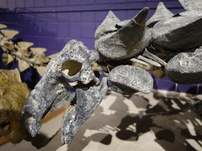 A close-up view of a fossilized dinosaur skull, likely a nodosaur or ankylosaur, featuring a row of large, conical spikes along the side of its head, set against a purple wall.