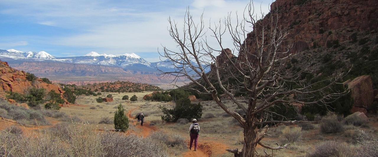 A dirt trail winds through a red-rock canyon landscape with hikers, featuring a prominent dead tree in the foreground and snow-capped mountains in the distance.