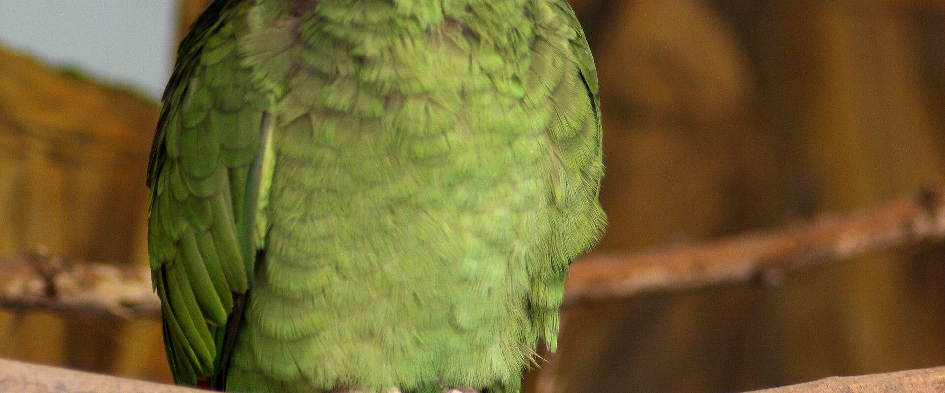 A close-up photograph of a green parrot (Amazona) with a red forehead, perched on a branch, with a blurred background of rock-like structures.