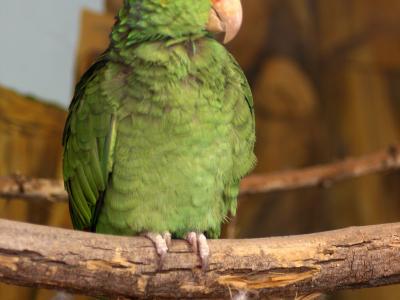 A close-up photograph of a green parrot (Amazona) with a red forehead, perched on a branch, with a blurred background of rock-like structures.
