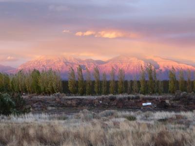 A landscape photograph showing a row of tall, thin trees in the foreground, with a large, snow-dusted mountain range illuminated by pink and orange sunset light in the background.