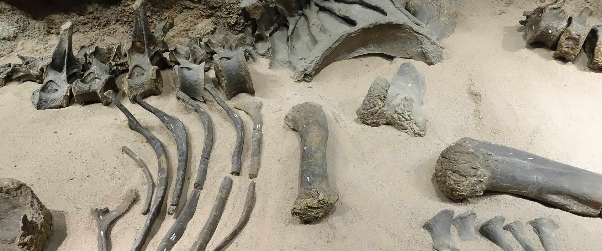 A display of fossilized dinosaur bones, including vertebrae and limb bones, set in a sand-like substrate within an indoor exhibit.