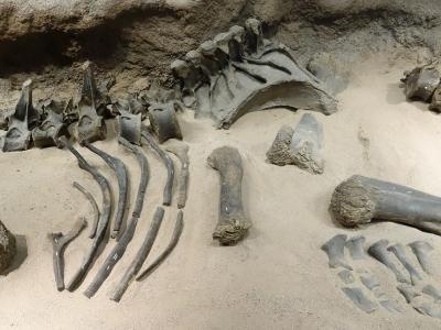 A display of fossilized dinosaur bones, including vertebrae and limb bones, set in a sand-like substrate within an indoor exhibit.