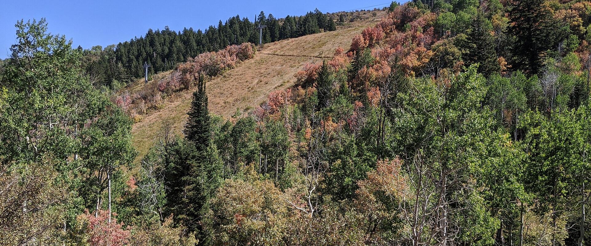 A view of a forested mountainside with a mix of green and autumn-colored trees, a ski lift tower visible in the distance, and a cable line in the foreground.