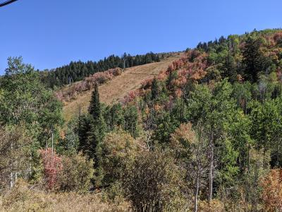 A view of a forested mountainside with a mix of green and autumn-colored trees, a ski lift tower visible in the distance, and a cable line in the foreground.