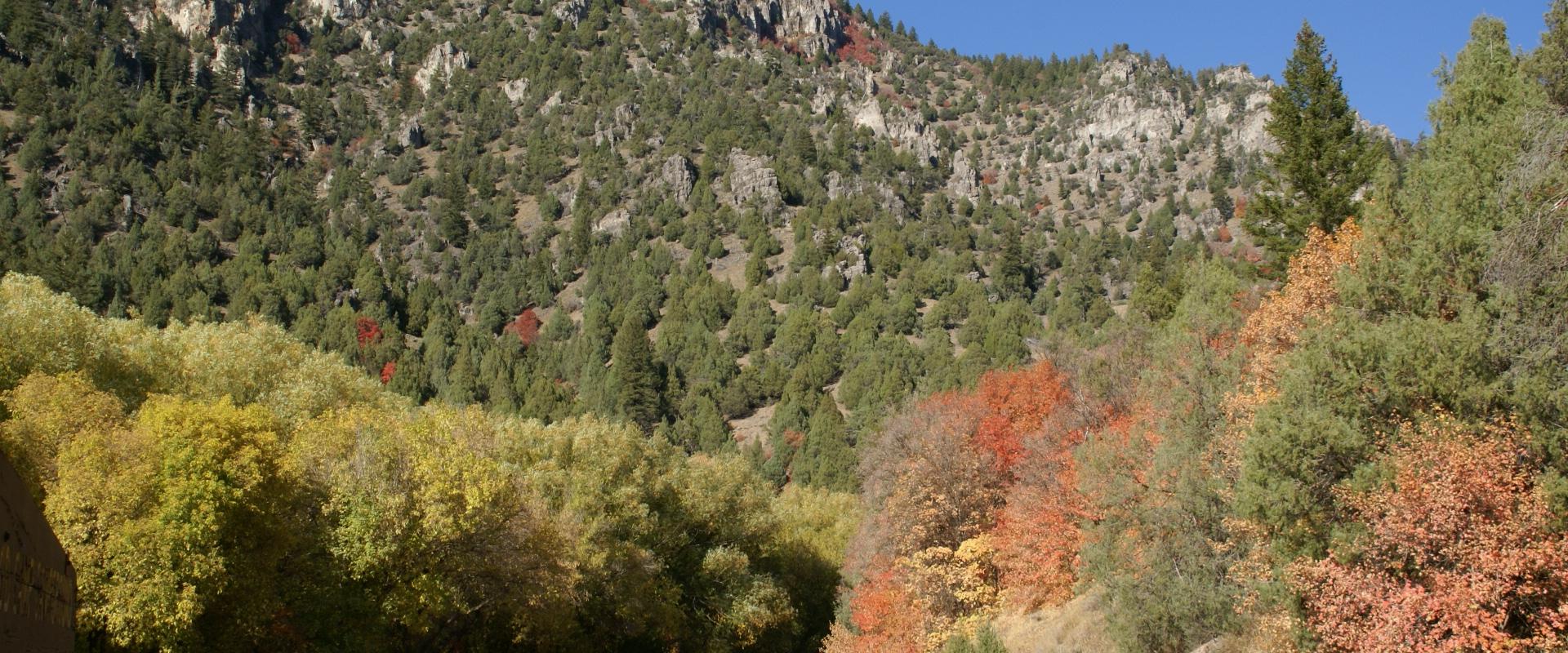 Autumn colour along Logan Canyon