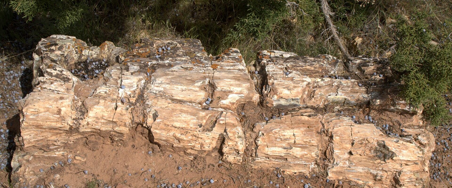 A close-up view of a large, weathered piece of petrified wood lying on reddish-brown soil, surrounded by juniper bushes and scattered blue berries, with a reddish-brown wall or curb visible at the bottom edge.