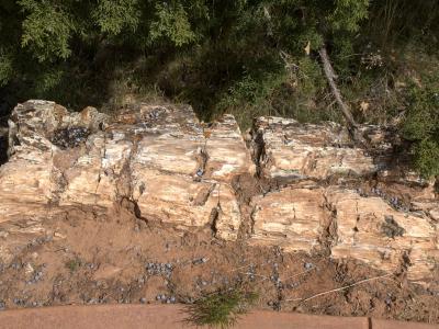 A close-up view of a large, weathered piece of petrified wood lying on reddish-brown soil, surrounded by juniper bushes and scattered blue berries, with a reddish-brown wall or curb visible at the bottom edge.