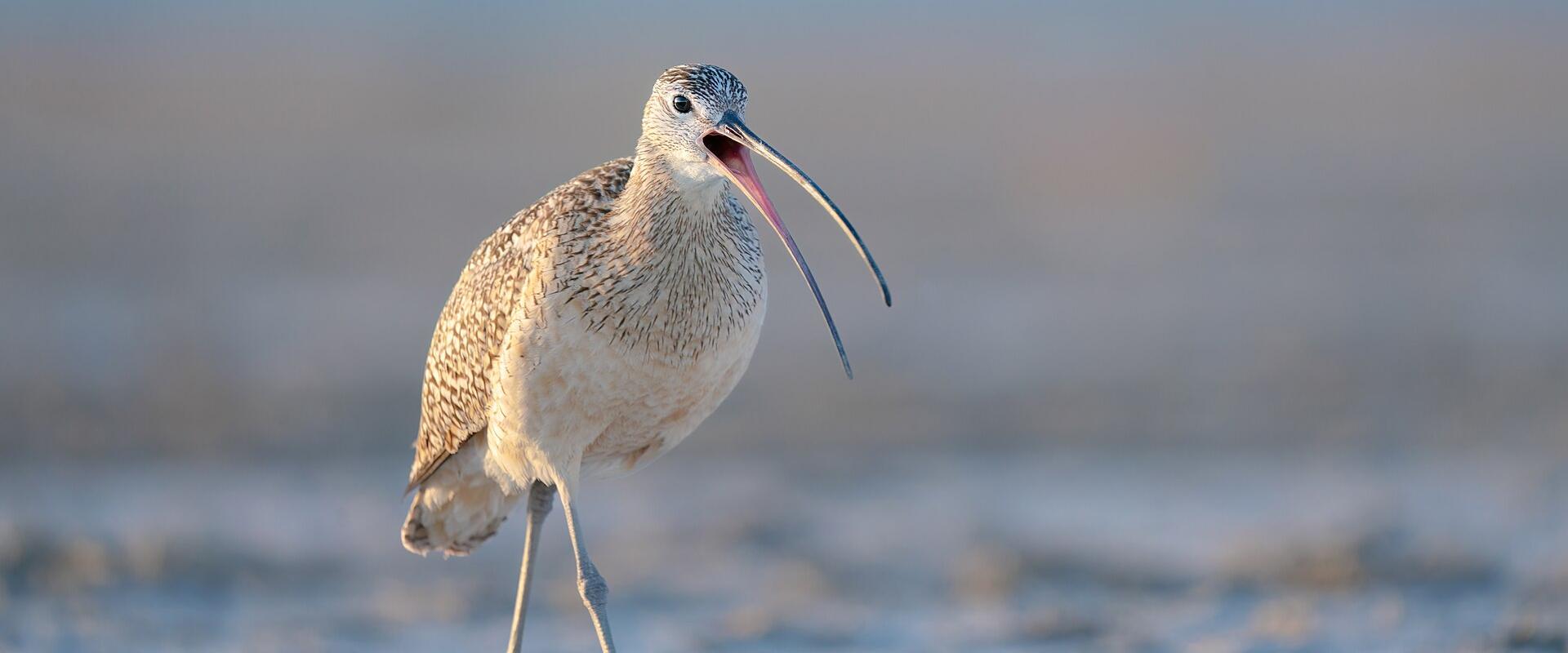 A long-billed curlew standing on muddy ground, captured in a close-up profile view with its beak slightly open.