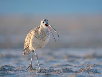 A long-billed curlew standing on muddy ground, captured in a close-up profile view with its beak slightly open.