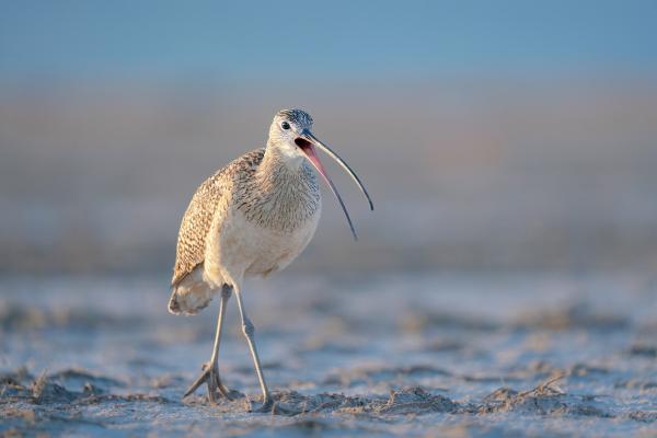 Bear River Migratory Bird Refuge