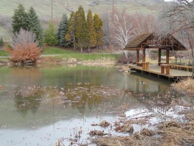 A view of a pond with a wooden gazebo on the right, surrounded by trees and grass, with a duck visible in the water.