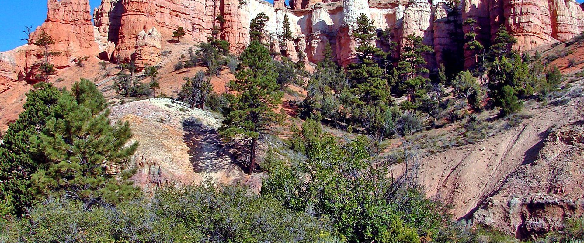 A view of a steep, reddish-orange rock face (hoodoos) with green coniferous trees in the foreground, and a paved road or parking area in the immediate foreground.