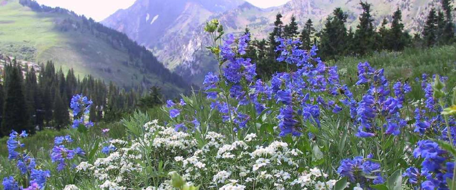Wasatch penstemon and other wildflowers in Albion Basin above Alta, Utah