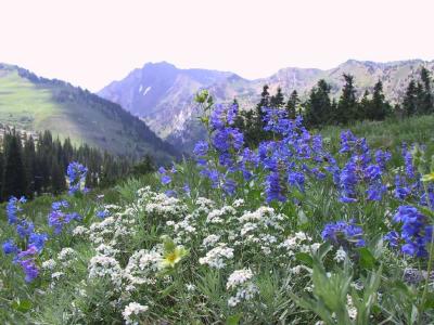Wasatch penstemon and other wildflowers in Albion Basin above Alta, Utah