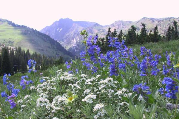 Albion Basin