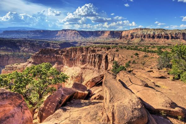 Red sandstone cliffs and juniper on the Waterpocket Fold in Capitol Reef National Park